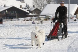 Lenk 2012 SM